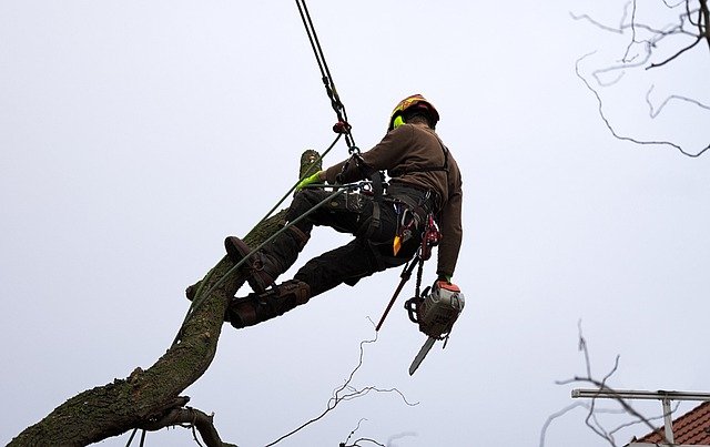 Abattage arbre dangereux à Beausoleil