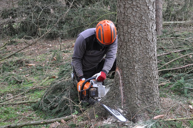 Abattage arbre à Puget-Théniers