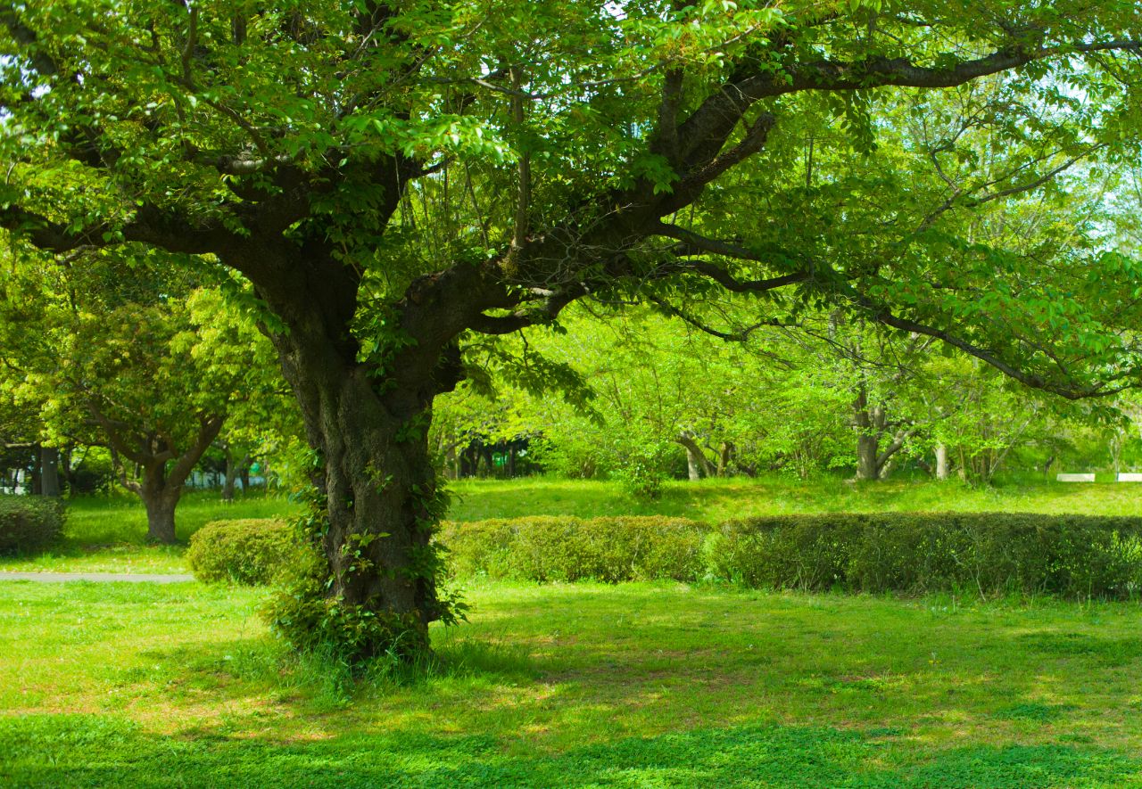 Abattre arbre jardin