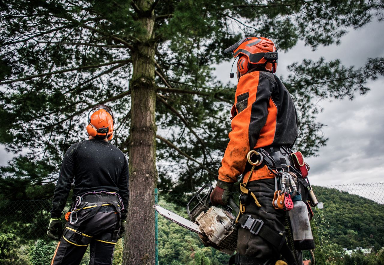 Autorisation abattage arbre