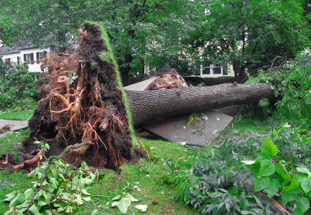 Chute arbre tempête