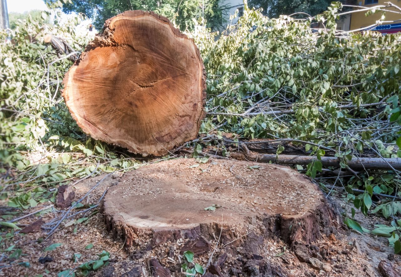 Prix abattage arbre